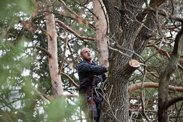 Best Tree Trimming and Pruning  in Schwenksville, PA