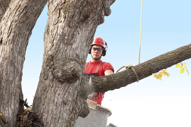 How Our Tree Care Process Works  in  Schwenksville, PA